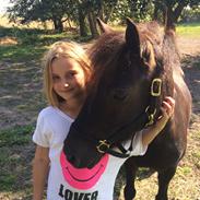 Gotlandsruss Rain ll