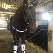 Gotlandsruss Rain ll