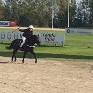 Gotlandsruss Rain ll