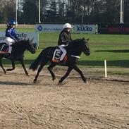 Gotlandsruss Rain ll