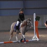 Anden særlig race Surprice