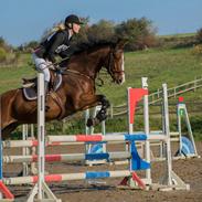 Dansk Varmblod Tabasco (Speedy)