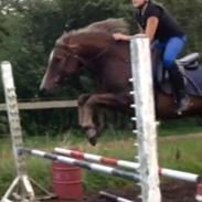 New Forest Elhøjgårds Adian