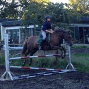 New Forest Elhøjgårds Adian