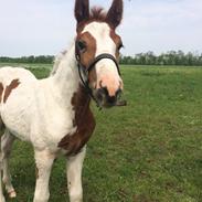 Pinto Intina El Mafio