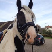 Irish Cob Emil (Hansen)