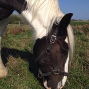 Irish Cob Emil (Hansen)