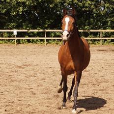 Arabisk fuldblod (OX) Zutyna bint Goliath