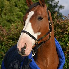 Holstener Fruerholm's Cato - EM 2014!