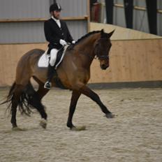Dansk Varmblod Gørklintgårds Donau