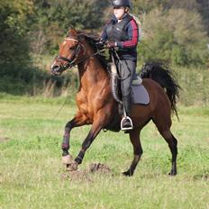 Hollandsk Sportspony Sherry