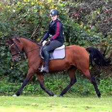 Hollandsk Sportspony Sherry