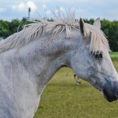 Anden særlig race Prins