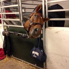 Anden særlig race Santero