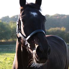 Anden særlig race Lover boy