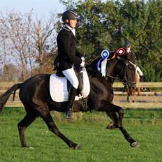 New Forest Skovlundegårds Quality SOLGT