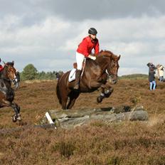 Dansk Varmblod Lucky ~ Lamaen ~ [Lånehest]