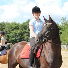 Dansk Varmblod Gørklintgårds Deena