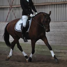 Tysk Oldenburger Just in time