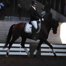 Tysk Oldenburger Just in time