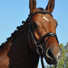 Tysk Oldenburger Just in time