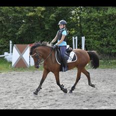 Anden særlig race Jenny