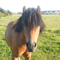 Welsh Pony (sec B) Milo