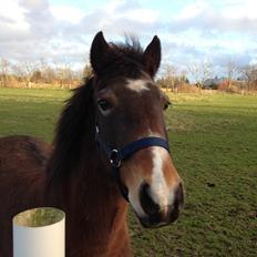 New Forest Risy Skønager/Tana (Pensioneret)