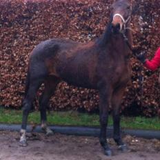 Dansk Varmblod Hedelunds Fiola