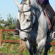 Lipizzaner Fantasia - 290