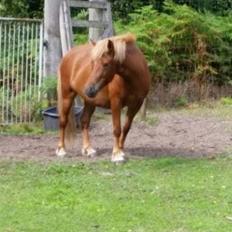 Islænder Saga fra Bundgaarden