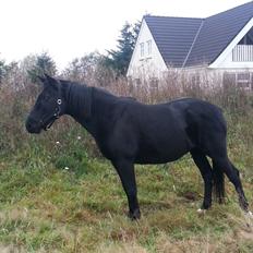 Anden særlig race Beauty