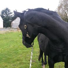 Anden særlig race Beauty