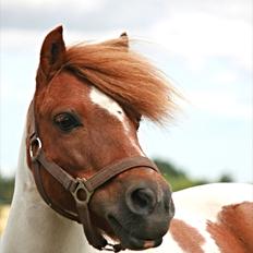 Anden særlig race Pony Margrethe enhjørningen solgt