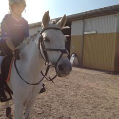 Welsh Partbred (Sec F) Ballettens Silent Victory