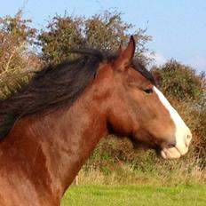 Shire Shirefarm Braveheart - solgt