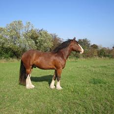 Shire Shirefarm Braveheart - solgt