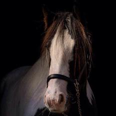 Irish Cob Bitta <3 