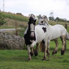 Irish Cob Bitta <3 