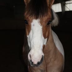 Pinto Stald poppels Hollywood Holy-man R.I.P MIN ENGEL