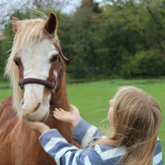 Welsh Mountain (sec A) fjordens snuske "Baloo" <3