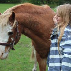 Welsh Mountain (sec A) fjordens snuske "Baloo" <3