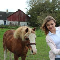 Welsh Mountain (sec A) fjordens snuske "Baloo" <3