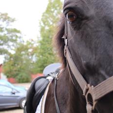 Oldenborg Nørrelunds Casiopaya (Tidligere part)