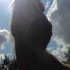Haflinger Annika (nuks)
