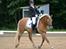 Haflinger Aurel II
