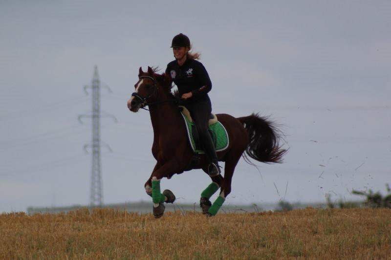 DSP Firhøjs Papageno <3 A-pony (avlshingst) - Intet bedre! Elsker ham så højt <3 billede 6