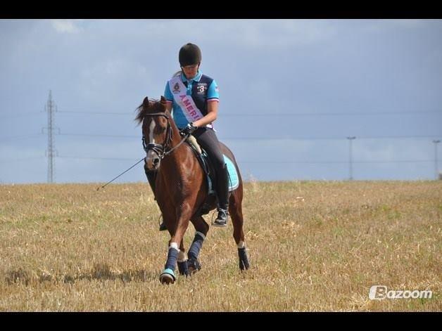 DSP Firhøjs Papageno <3 A-pony (avlshingst) - Lige lidt leg på stubmarken, August 2014 :-) billede 49