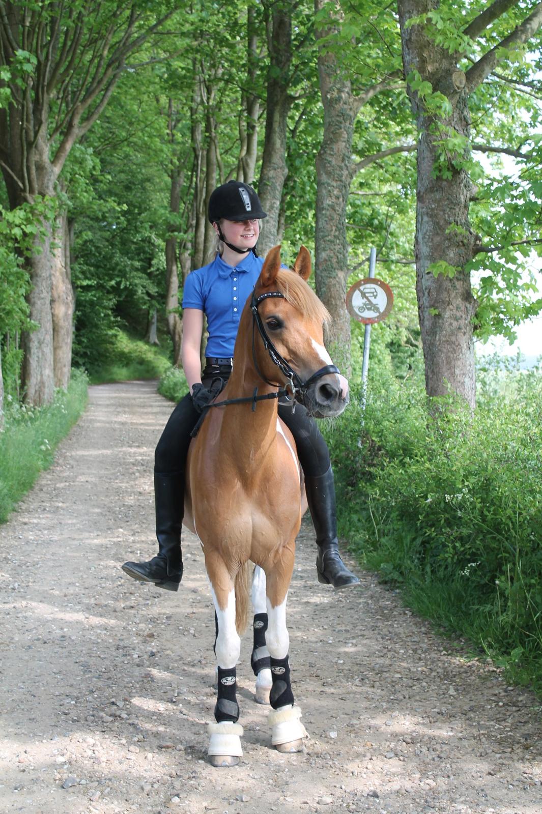 Pinto Araber Felix B-pony og 1/3 A-pony billede 20