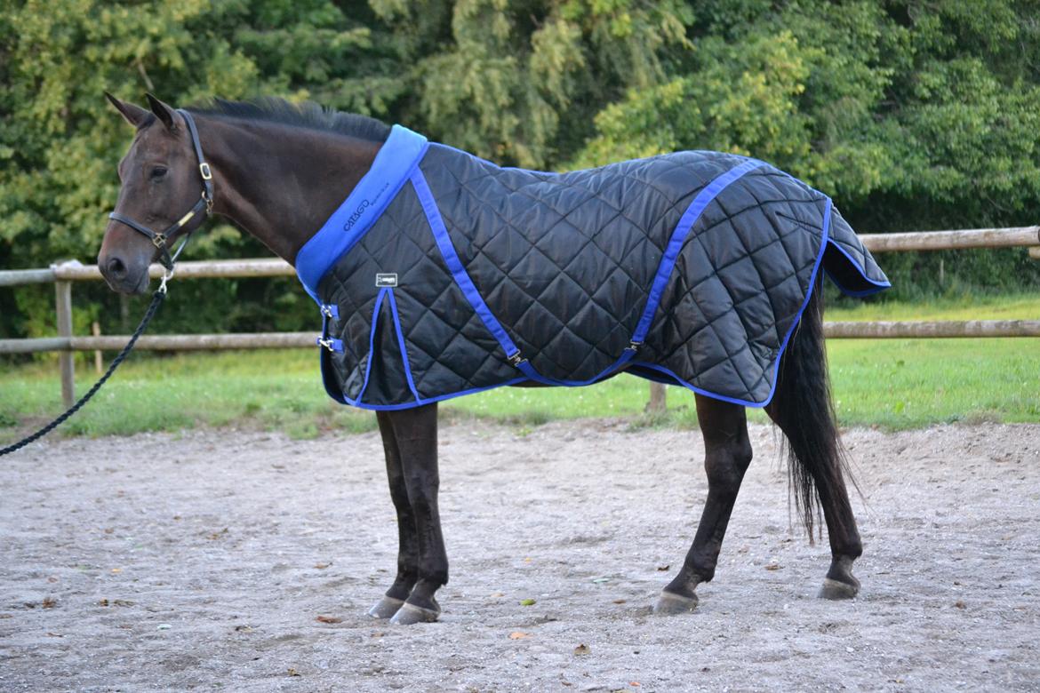 Holstener Jarl - Poserer med Catagodækken i 2013 billede 1